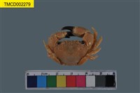 藏品(粗糙酋婦蟹)的圖片